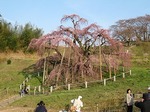 三春滝桜　一分咲き